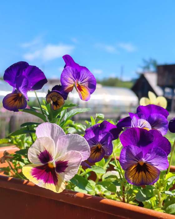 Фотография покупателя товара Семена цветов Виола "Водопад Монро" для вазона, 5 шт - Фото 2