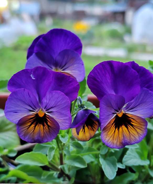 Фотография покупателя товара Семена цветов Виола "Водопад Монро" для вазона, 5 шт - Фото 3