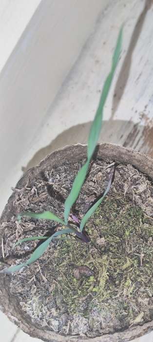 Фотография покупателя товара Семена Лемонграсс "Цитрусовый аромат", 0,03 г - Фото 2