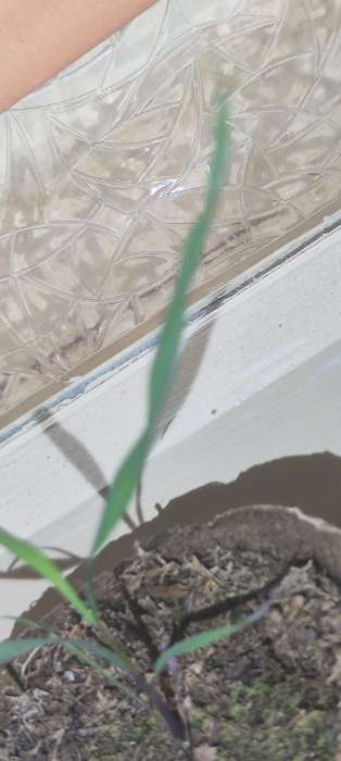 Фотография покупателя товара Семена Лемонграсс "Цитрусовый аромат", 0,03 г - Фото 3