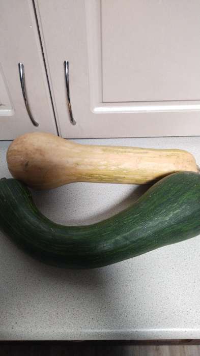 Фотография покупателя товара Семена Кабачок "ОРЕХОВЫЙ" ,1,5 гр - Фото 1