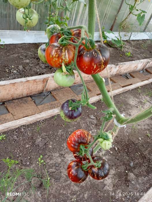 Фотография покупателя товара Семена Томат "Космос", 5 шт - Фото 1