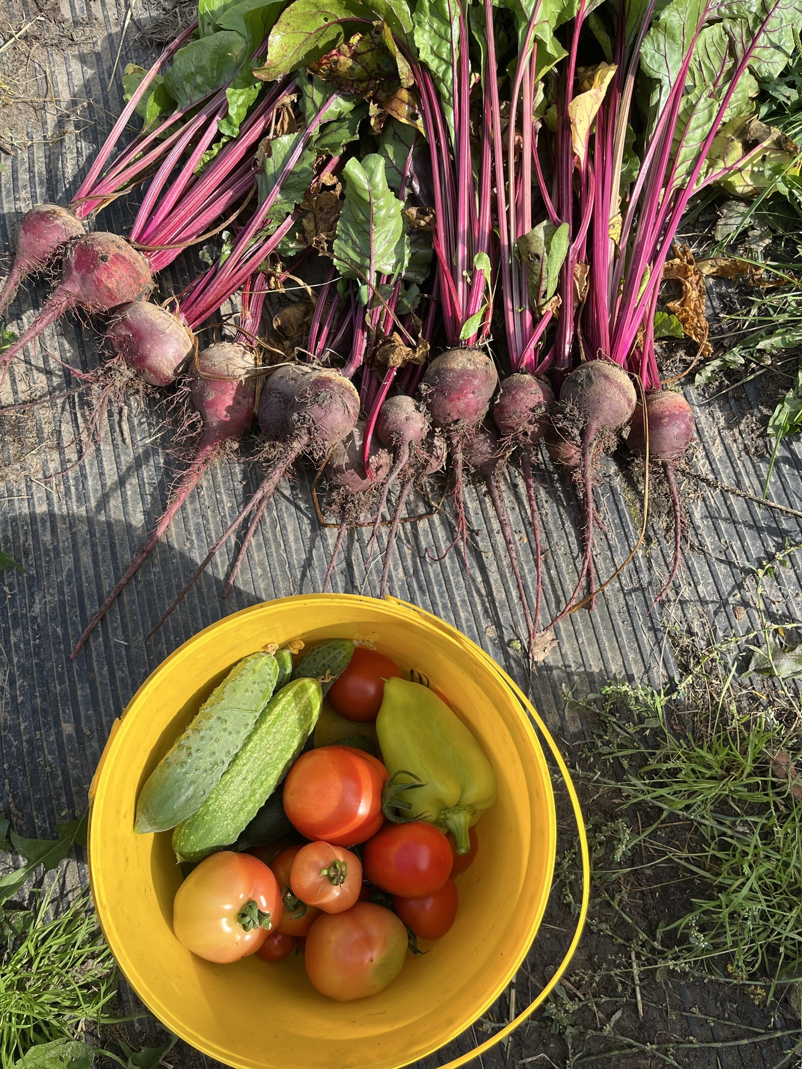 Фотография покупателя товара Семена Свекла столовая "Винегрет" "Лидер", 2 г   , - Фото 1