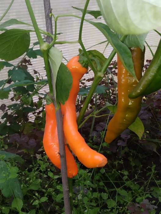 Фотография покупателя товара Семена Перец сладкий "Лисий хвост", 10 шт - Фото 5