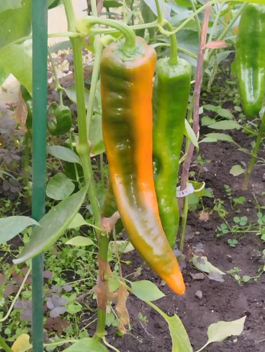 Фотография покупателя товара Семена Перец сладкий "Лисий хвост", 10 шт - Фото 2