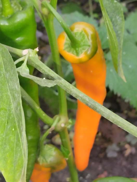 Фотография покупателя товара Семена Перец сладкий "Лисий хвост", 10 шт - Фото 3