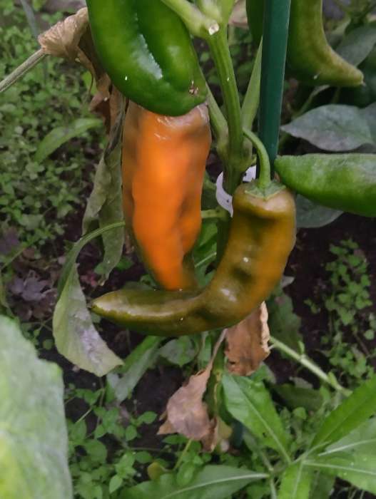 Фотография покупателя товара Семена Перец сладкий "Лисий хвост", 10 шт - Фото 4