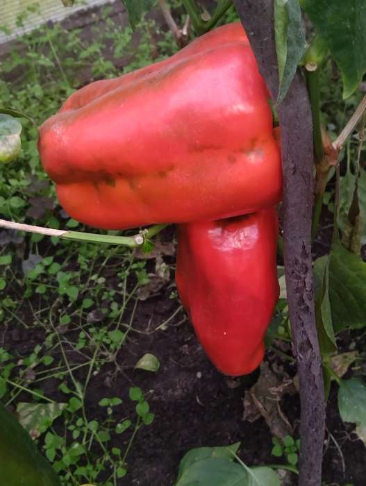 Фотография покупателя товара Семена Перец сладкий "Какаду", красный 0,1 г - Фото 1