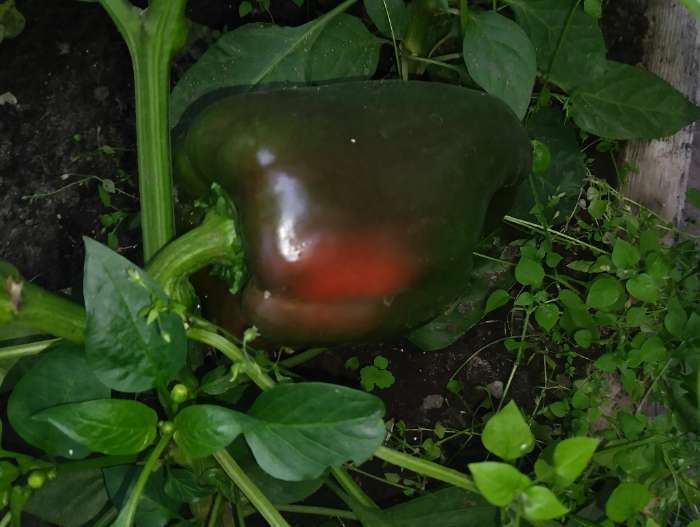 Фотография покупателя товара Семена Перец сладкий "Какаду", красный 0,1 г - Фото 2