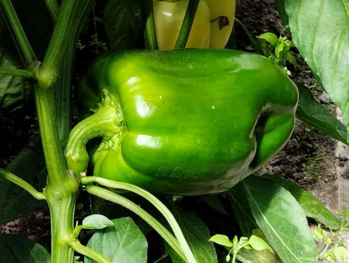 Фотография покупателя товара Семена Перец сладкий "Какаду", красный 0,1 г - Фото 3