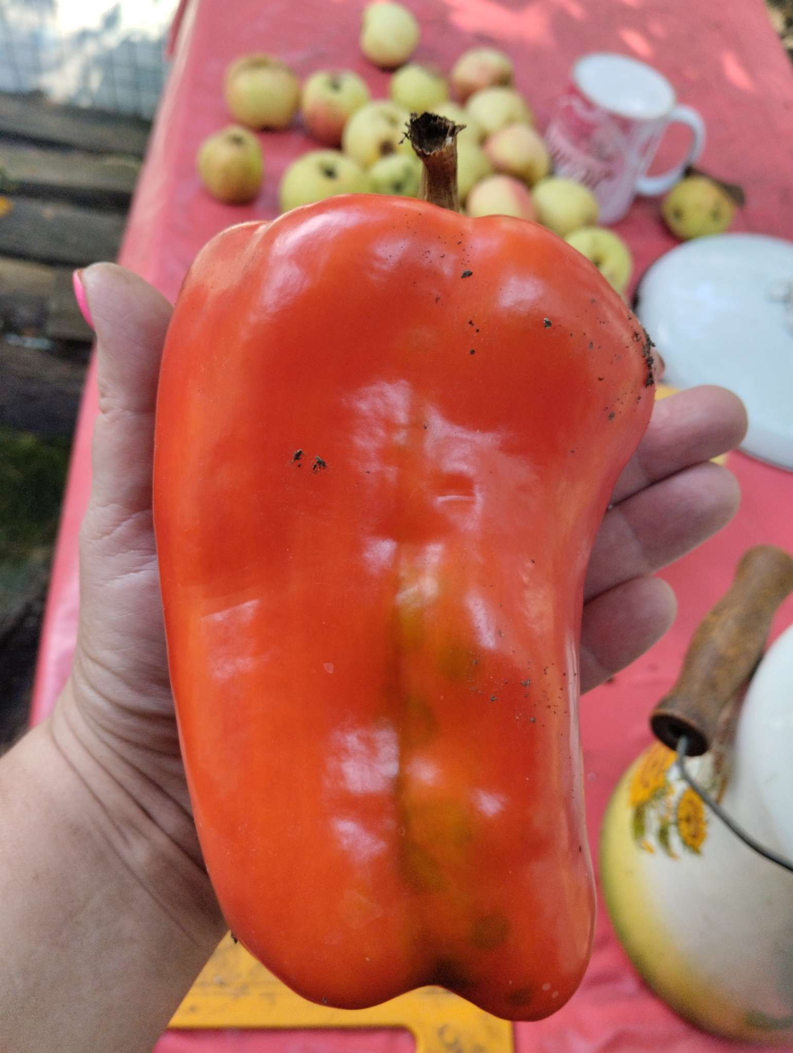 Фотография покупателя товара Семена Перец сладкий "Какаду", красный 0,1 г - Фото 4