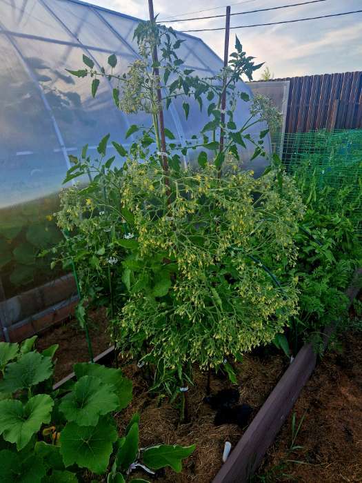 Фотография покупателя товара Семена Томат "Ожерелье желтое", 0,05 г - Фото 1