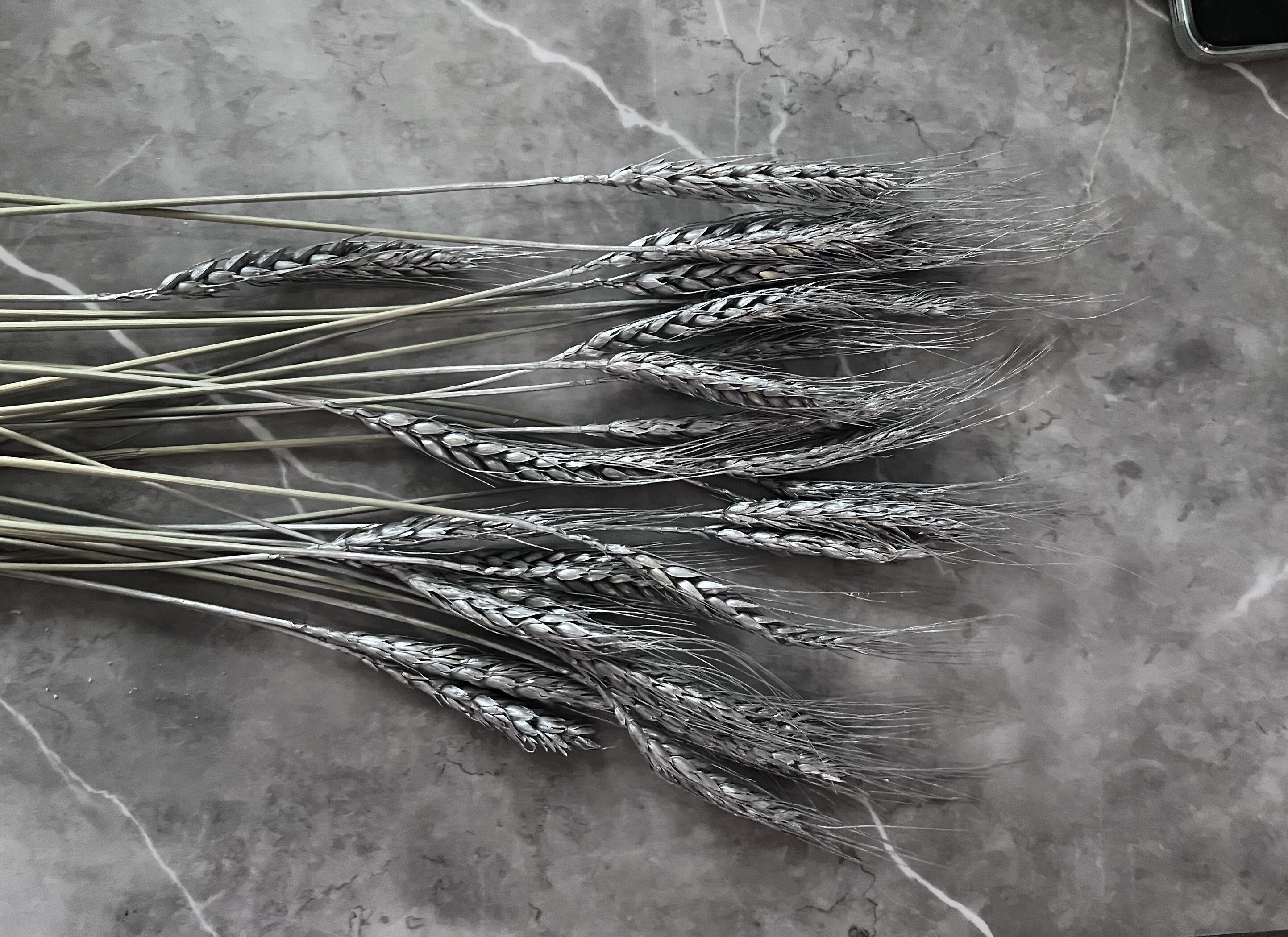 Фотография покупателя товара Сухой колос пшеницы, набор 50 шт., белый - Фото 1