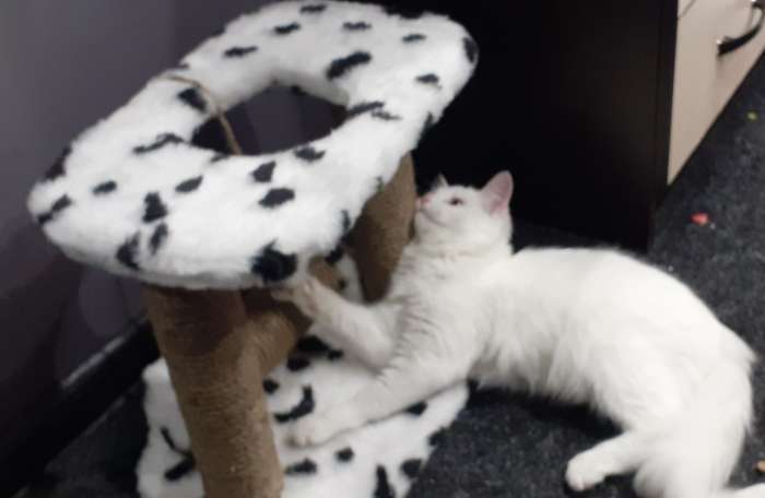 Фотография покупателя товара Когтеточка игровая для котят, джут 37 х 24 х 34 см, микс цветов - Фото 1