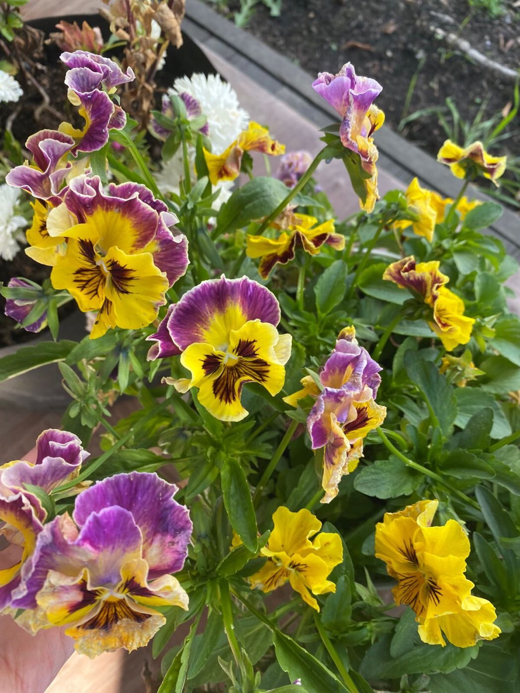 Фотография покупателя товара Семена цветов Виолла букетная крупноцветковая "Мулен Руж" F1 - Фото 1