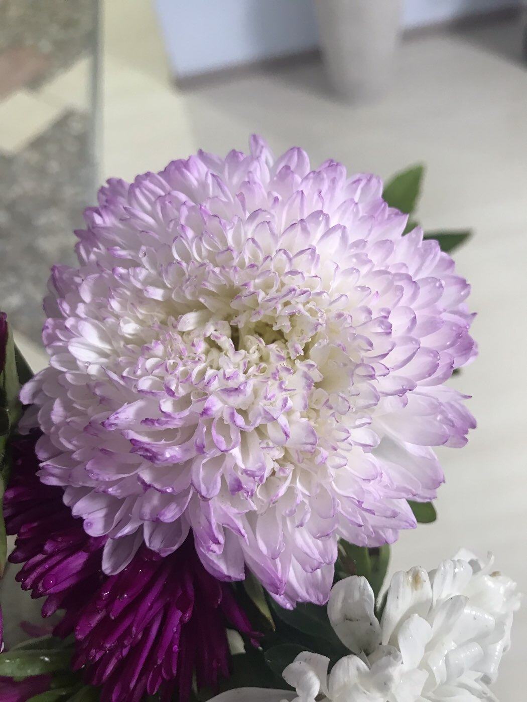 Фотография покупателя товара Семена цветов Астра пионовидная "Хрустальная Башня" Дом семян, О, 80 шт - Фото 1