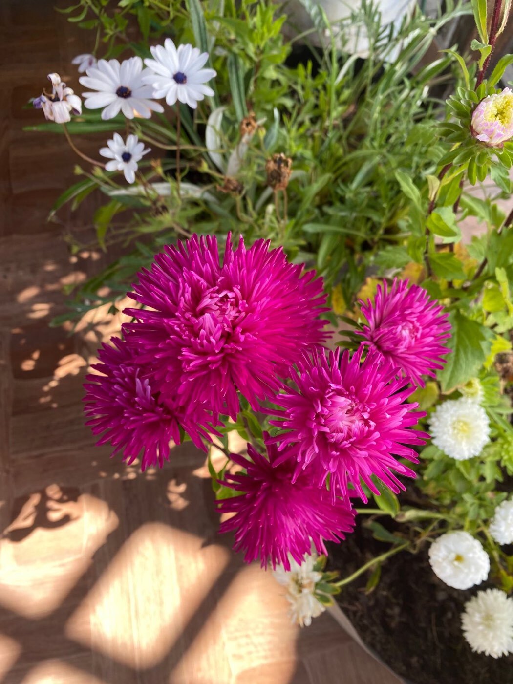 Фотография покупателя товара Семена цветов Астра игольчато-коготковая "Джувел Аметист", ц/п, однолетняя, 0,05 г - Фото 2