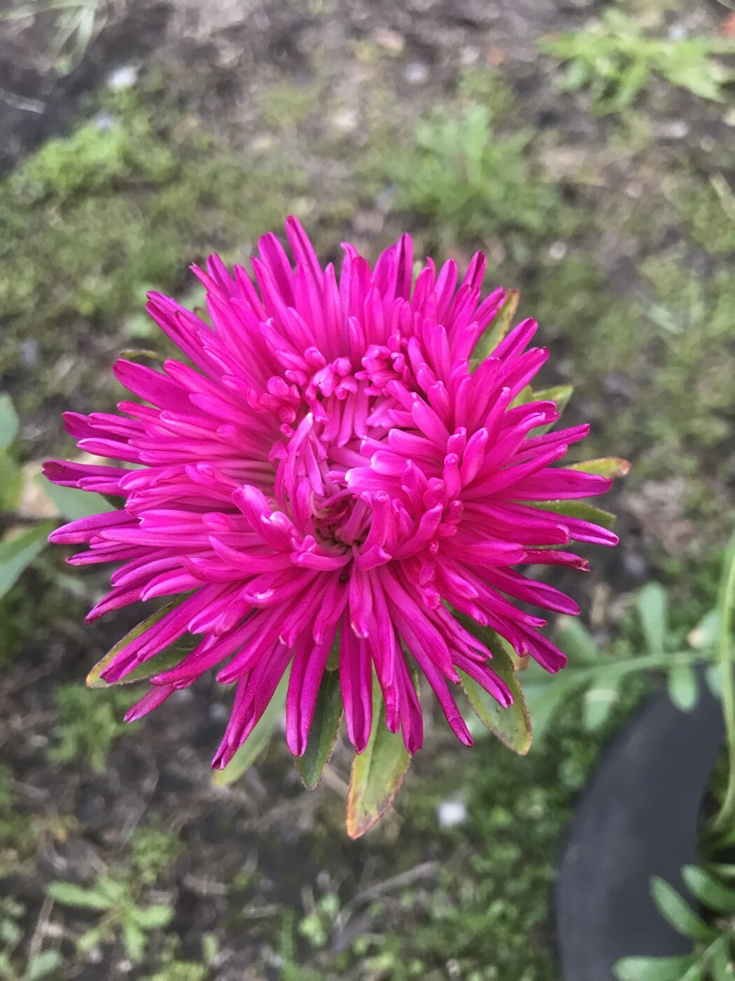 Фотография покупателя товара Семена цветов Астра игольчато-коготковая "Джувел Аметист", ц/п, однолетняя, 0,05 г - Фото 3