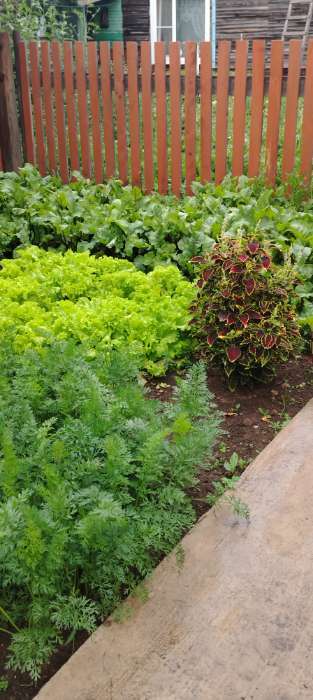 Фотография покупателя товара Семена Салат "Сказка листовой", 0,5 г - Фото 1