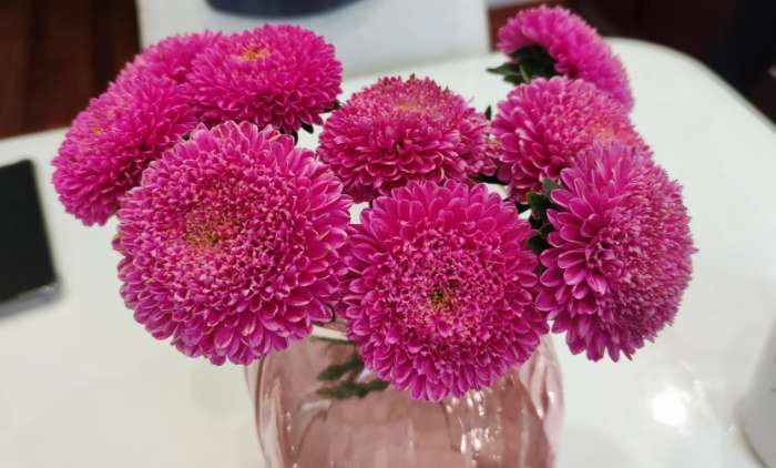 Фотография покупателя товара Семена цветов Астра Пампушка мармеладная, помпонная, розовая, О, ц/п, 0,3 г - Фото 1