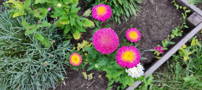 Фотография покупателя товара Семена цветов Астра Пампушка мармеладная, помпонная, розовая, О, ц/п, 0,3 г - Фото 3