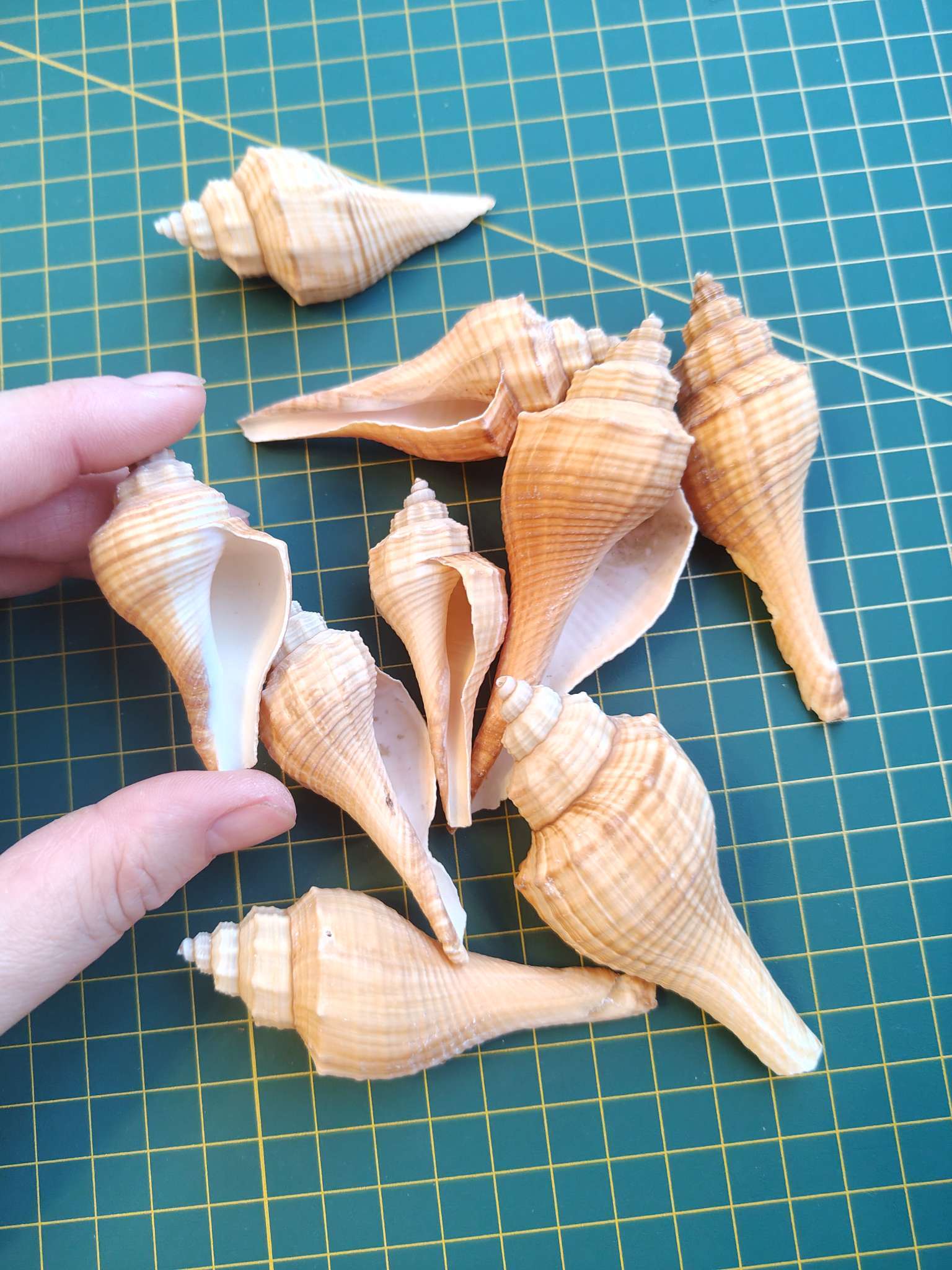 Фотография покупателя товара Набор ракушек, 3 - 5 см, 100 г - Фото 1