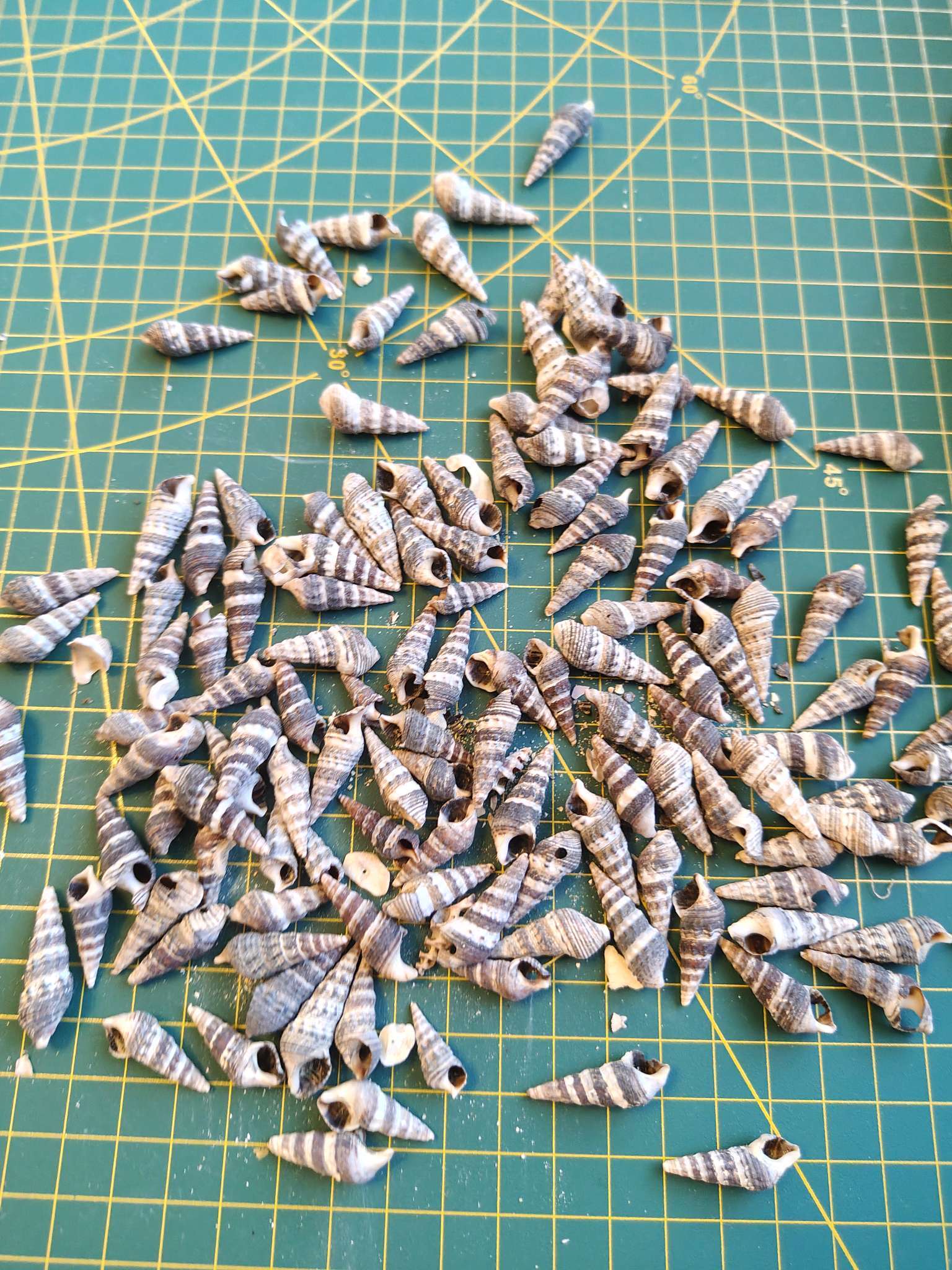 Фотография покупателя товара Набор ракушек Батиллярия, 100 г - Фото 1