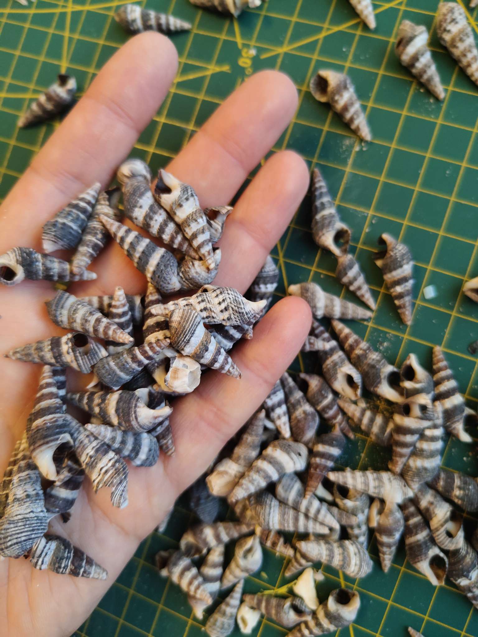 Фотография покупателя товара Набор ракушек Батиллярия, 100 г - Фото 2