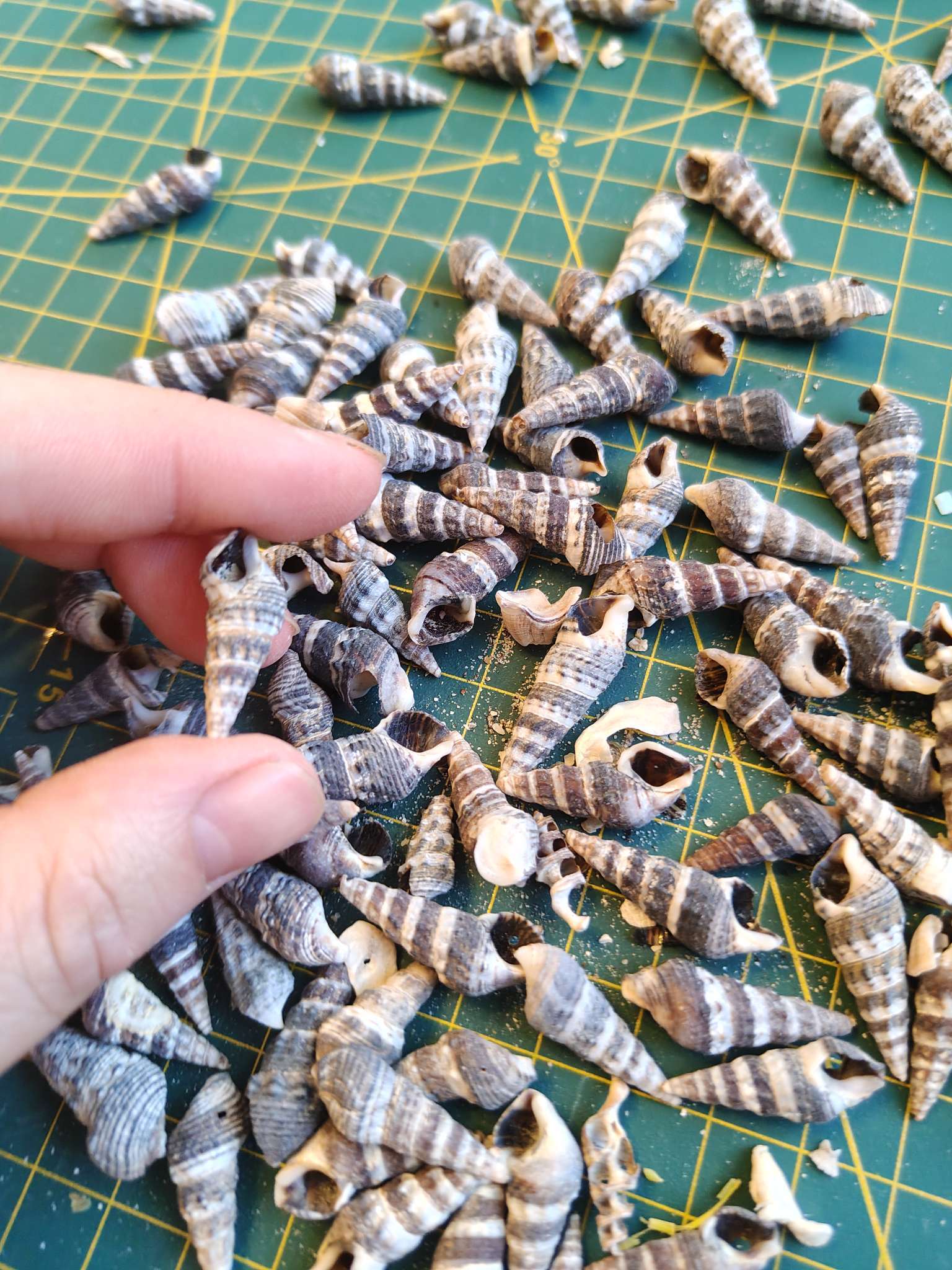 Фотография покупателя товара Набор ракушек Батиллярия, 100 г - Фото 3