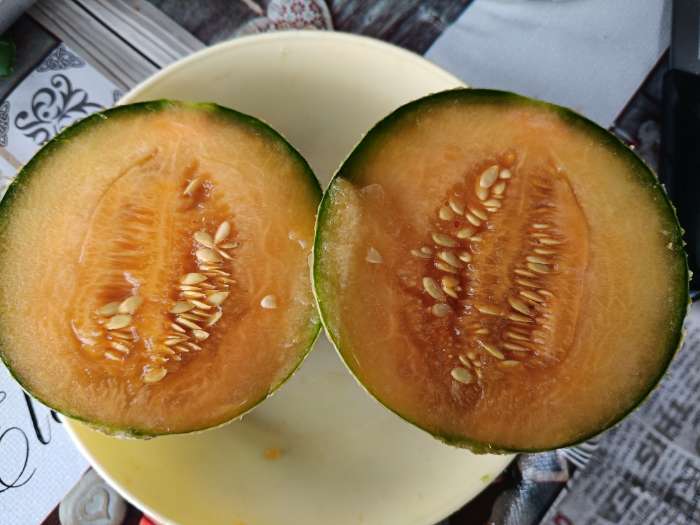 Фотография покупателя товара Семена Дыня "Сладкоежка", ц/п, 1 г - Фото 1