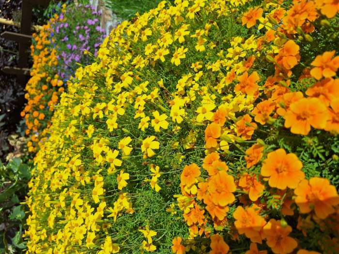 Фотография покупателя товара Семена Бархатцы «Лу Лу», 0.1 г, «Агрос» - Фото 1