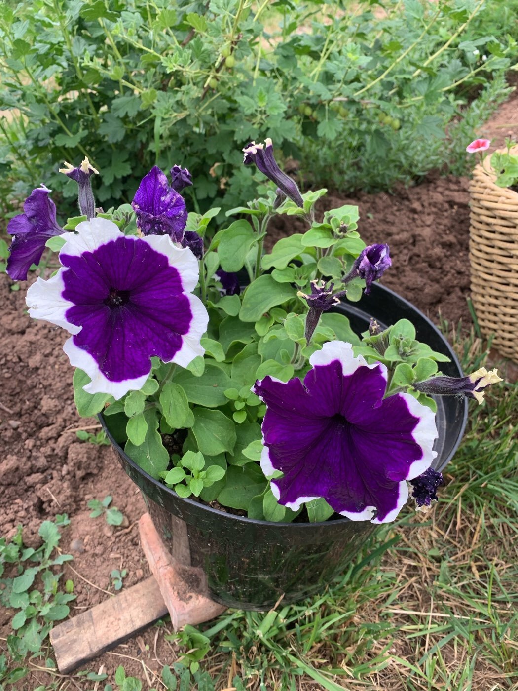 Фотография покупателя товара Семена цветов Петуния крупноцветковая «Клякса» F1, О, 10 шт. - Фото 5