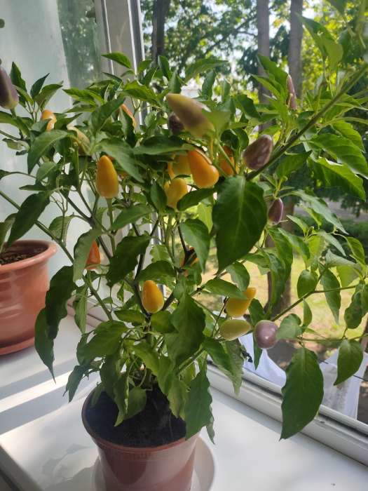 Фотография покупателя товара Семена цветов Перец «Аладдин», декоративный, «Семена Алтая», 0.1 г - Фото 1