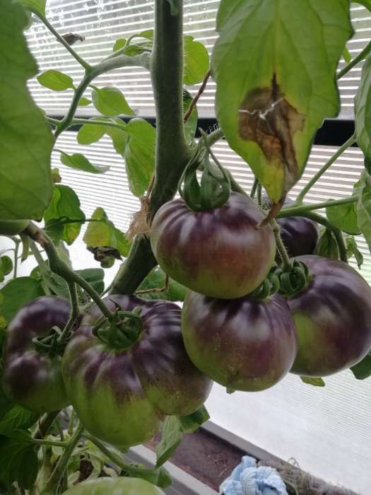 Фотография покупателя товара Семена Томат "Лазурный гигант", F1, индетерминантный,высокорослый,10 шт - Фото 19