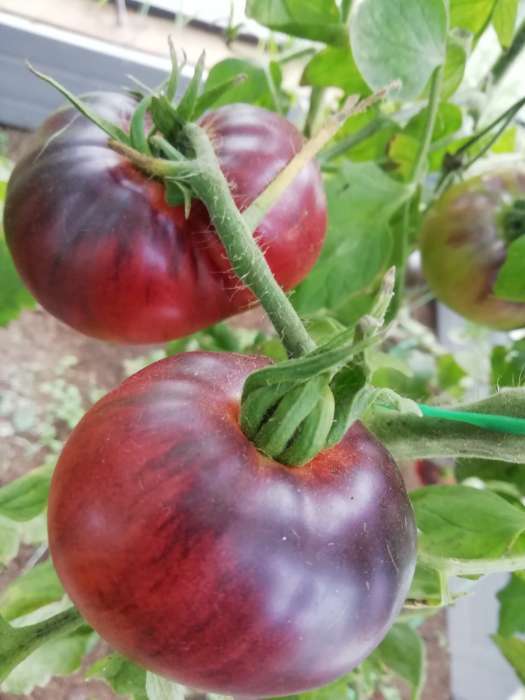 Фотография покупателя товара Семена Томат "Лазурный гигант", F1, индетерминантный,высокорослый,10 шт - Фото 17