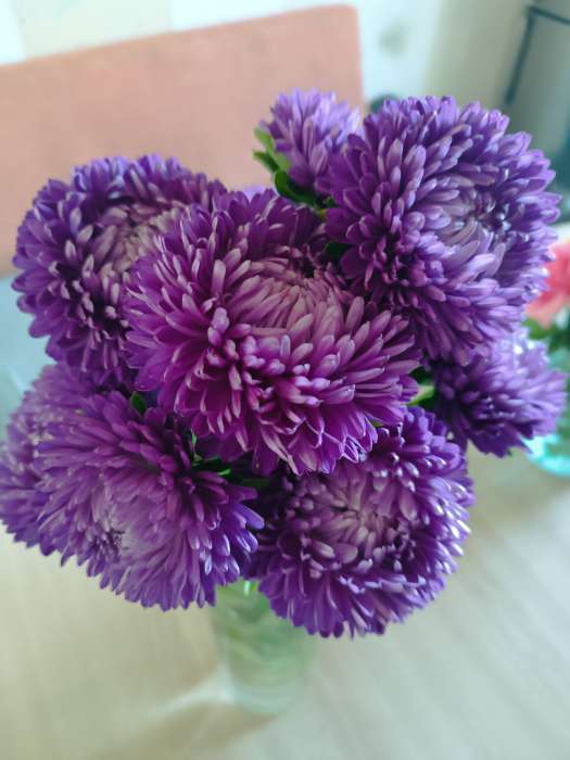 Фотография покупателя товара Семена цветов Астра розовидная "Леди Корал", ц/п, темно-синяя, однолетняя, 0,05 г - Фото 1