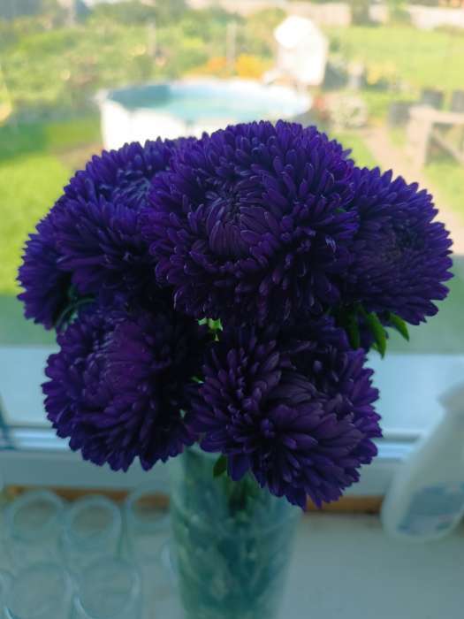 Фотография покупателя товара Семена цветов Астра розовидная "Леди Корал", ц/п, темно-синяя, однолетняя, 0,05 г - Фото 2