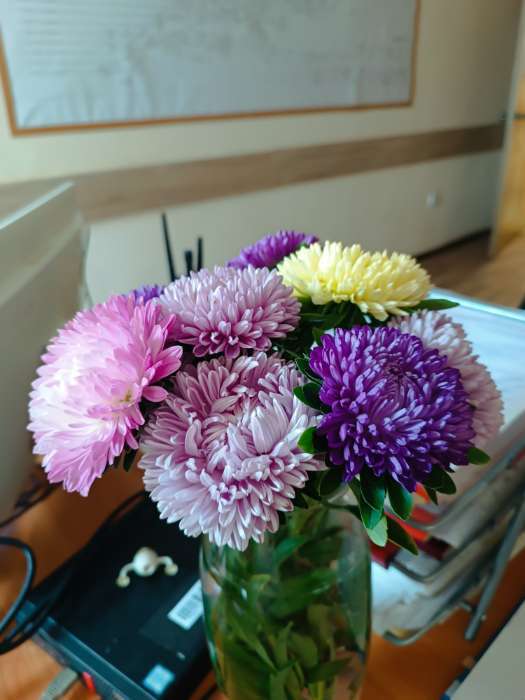 Фотография покупателя товара Семена цветов Астра розовидная "Леди Корал", ц/п, темно-синяя, однолетняя, 0,05 г - Фото 3