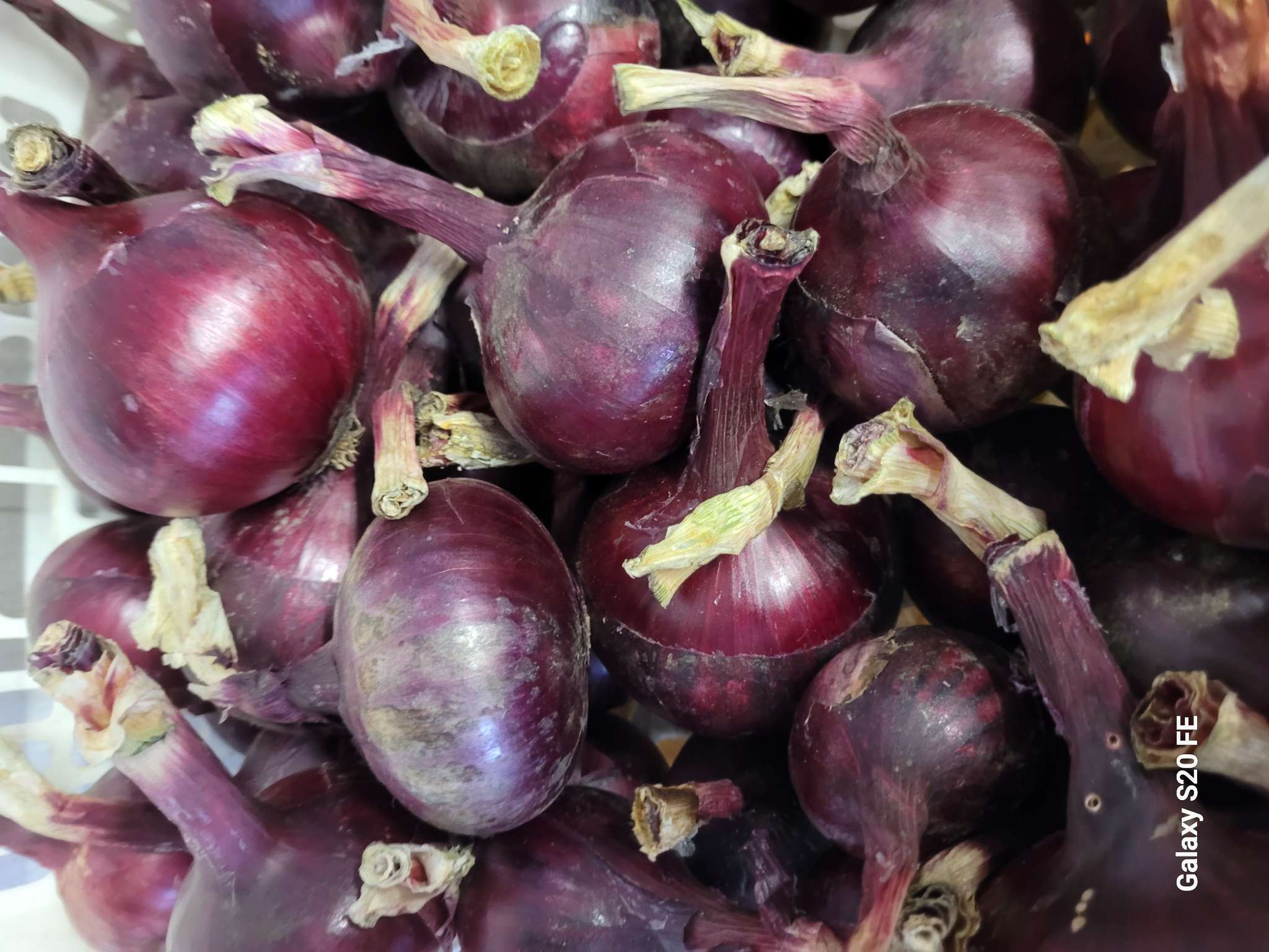 Фотография покупателя товара Лук севок Кармен , р-р 18-21, 0,25 кг, Весна 2025 - Фото 1