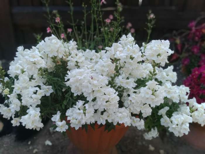 Фотография покупателя товара Семена цветов Львиный зев «Твинни», белый, махровый, 5 шт., «Семена Алтая» - Фото 1