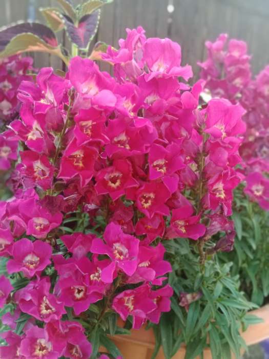 Фотография покупателя товара Семена цветов львиный зев «Античность», пурпурный, Семена Алтая, цветной пакет, 10 шт. - Фото 1