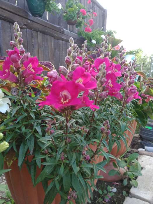 Фотография покупателя товара Семена цветов львиный зев «Античность», пурпурный, Семена Алтая, цветной пакет, 10 шт. - Фото 2