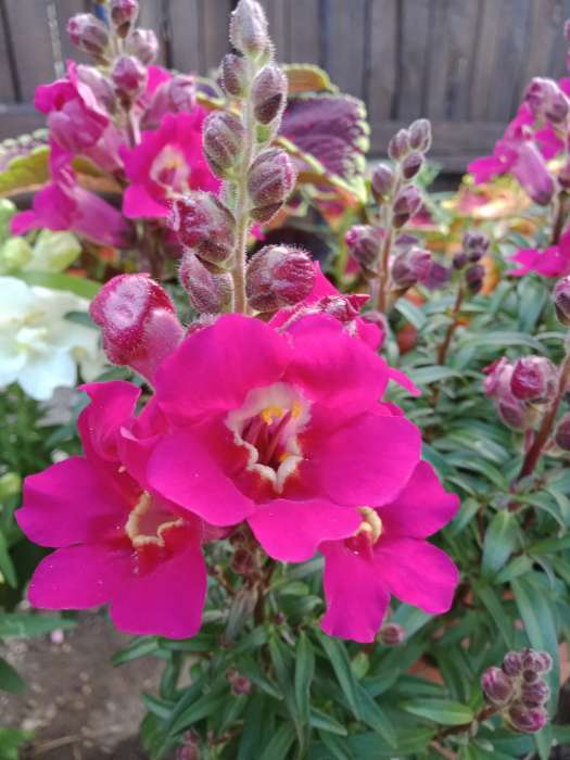 Фотография покупателя товара Семена цветов львиный зев «Античность», пурпурный, Семена Алтая, цветной пакет, 10 шт. - Фото 3