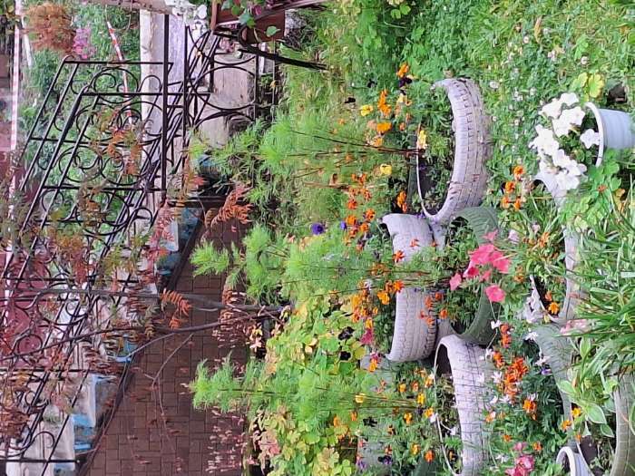 Фотография покупателя товара Семена цветов Космея "Вега", ц/п,  бело-розовая смесь, 0,5 г - Фото 1