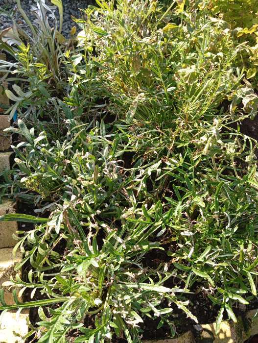 Фотография покупателя товара Семена цветов Гацания крупноцветковая «Триада», ц/п, смесь, для балкона, веранды, цветника, однолетник, низкорослая, 0.05 г - Фото 17