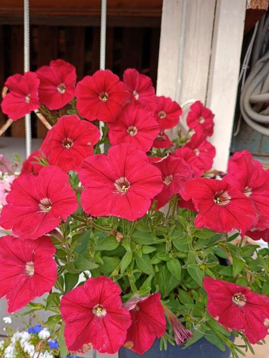 Фотография покупателя товара Семена Петуния ампельная смесь "Рапунцель", ц/п, гранулы, пробирка, 5 шт - Фото 1