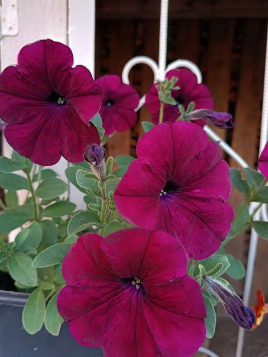 Фотография покупателя товара Семена Петуния ампельная смесь "Рапунцель", ц/п, гранулы, пробирка, 5 шт - Фото 4