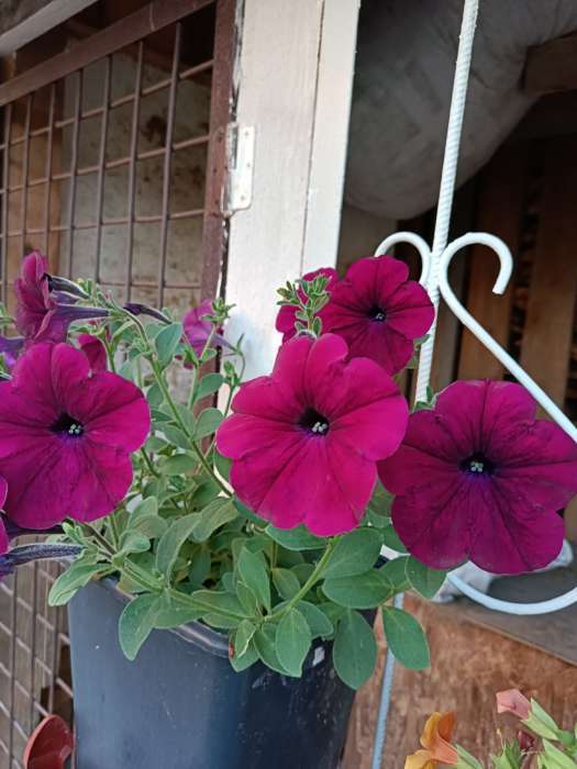 Фотография покупателя товара Семена Петуния ампельная смесь "Рапунцель", ц/п, гранулы, пробирка, 5 шт - Фото 3