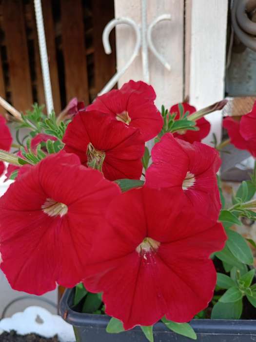 Фотография покупателя товара Семена Петуния ампельная смесь "Рапунцель", ц/п, гранулы, пробирка, 5 шт - Фото 2