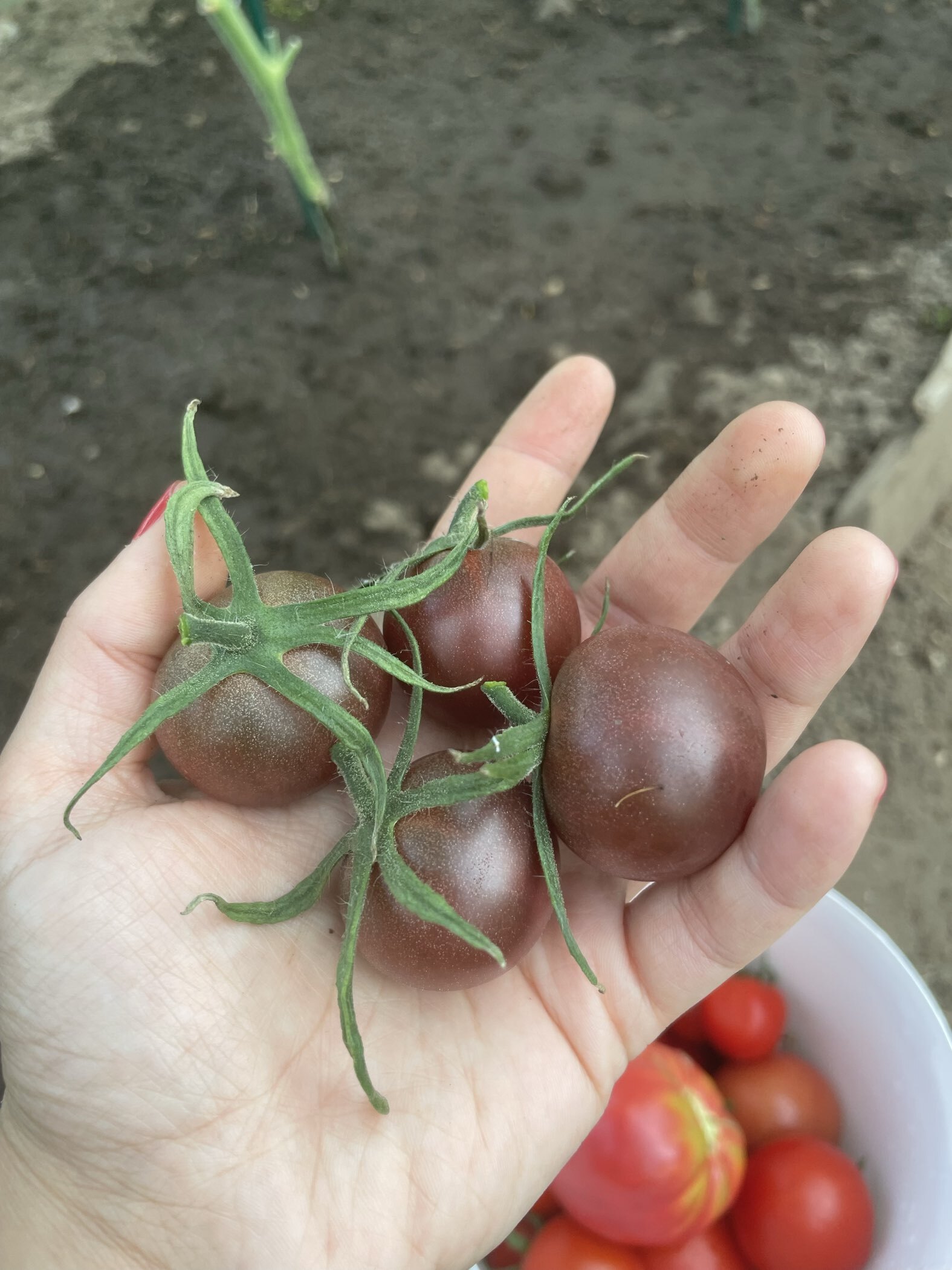 Фотография покупателя товара Семена Томат «Блэк черри», раннеспелый, индетерминантный, высокорослый, 20 шт. - Фото 4